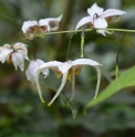 Epimedium 'Jean O'Neill'