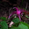 Epimedium 'Koki'