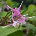 Epimedium 'Kotobuki'