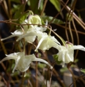 Epimedium 'La Rocaille'