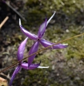 Epimedium leptorrhizum 'Mariko'