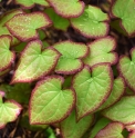 Epimedium 'Lilac Cascade'