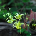 Epimedium lishihchenii 