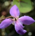 Epimedium macrosepalum