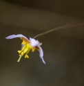 Epimedium 'Mandrin Star'