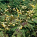 Epimedium membranaceum