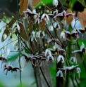 Epimedium mikinorii CBCH197 