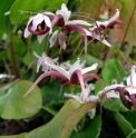 Epimedium mikinorii cc99001