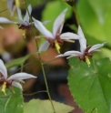 Epimedium 'Mme Butterfly'