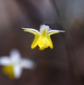 Epimedium 'Moonlight'