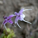 Epimedium 'Myojo'