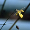 Epimedium myrianthum