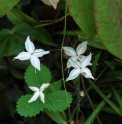 Epimedium ogisui 