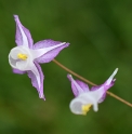 Epimedium ogisui 'Diane'