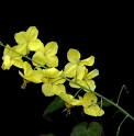 Epimedium perralchicum 'Lichtenberg'