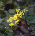 Epimedium perralchicum 'Frohnleiten'