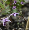 Epimedium 'Phoenix' 