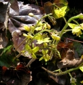 Epimedium pinnatum