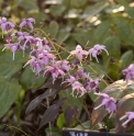 Epimedium 'Pretty in Pink'