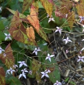 Epimedium pubescens 'Marion'