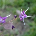 Epimedium 'Purple Pixie'