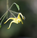 Epimedium reticulatum