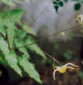 Epimedium rhizomatosum