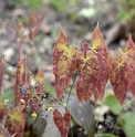 Epimedium sagittatum 'Warlord'