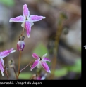 Epimedium 'Sarasa Genpei'