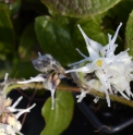 Epimedium sempervirens 'Okuda's White'