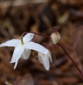 Epimedium 'Shikinomai'