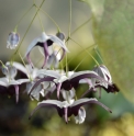 Epimedium simplicifolium