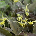 Epimedium 'Spine Tingler' 