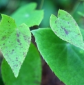 Epimedium 'Splish Splash'