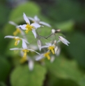 Epimedium stellulatum 'Wudang Star'