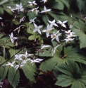 Epimedium stellulatum 'Yukiko'