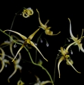 Epimedium 'The Giant'