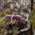 Epimedium 'William Stearn'