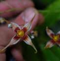 Epimedium wushanense Og93019