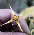 Epimedium wushanense 'Caramel'