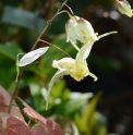 Epimedium wushanense 'Nova'