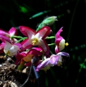 Epimedium x rubrum