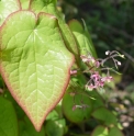 Epimedium x rubrum 'Sweetheart'