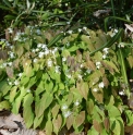 Epimedium x youngianum 'Niveum'