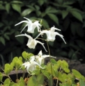 Epimedium 'Yachimata Hime' 