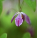 Epimedium x youngianum 'Shien'