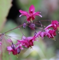 Epimedium 'Never The Red Rooster'