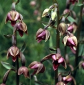 Epipactis royleana