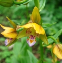 Epipactis thunbergii