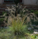 Eragrostis 'Japan'